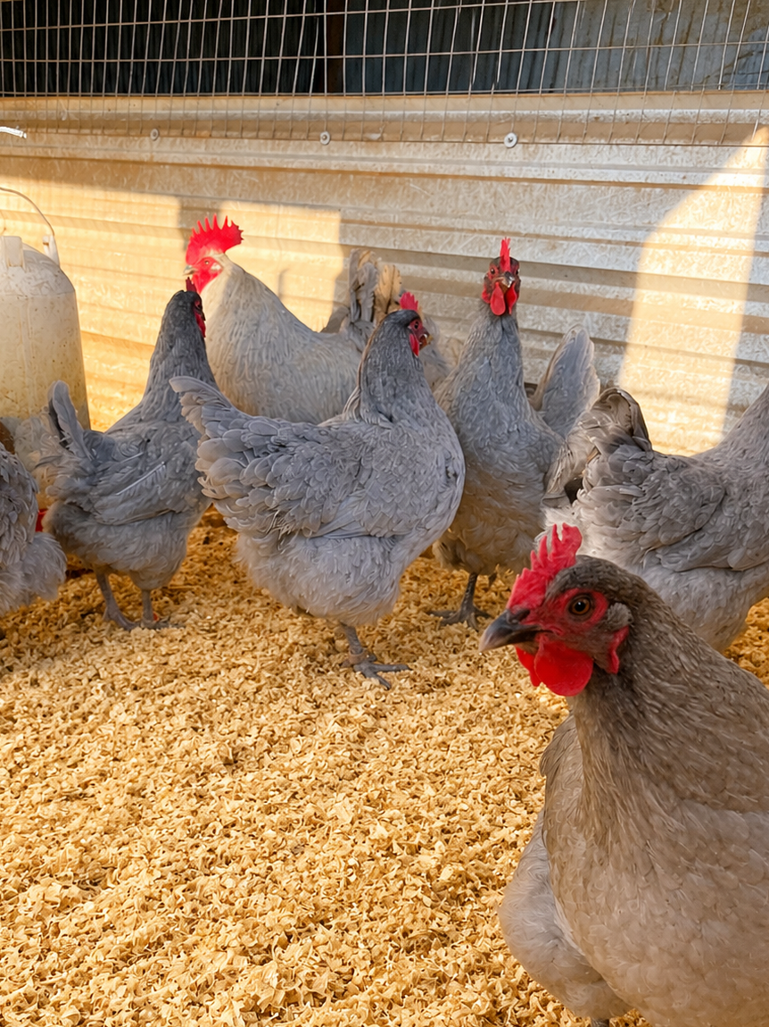 Lavender Orpington chicken hatching eggs
