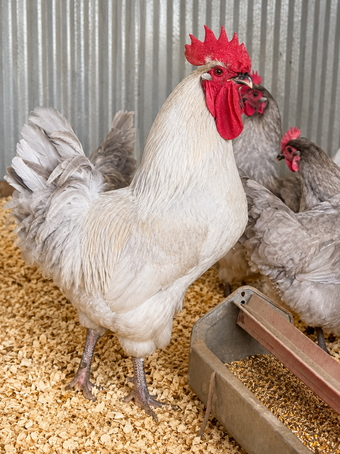 Lavender Orpington hatching eggs for backyard chicken flocks