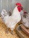 Lavender Orpington hatching eggs for backyard chicken flocks