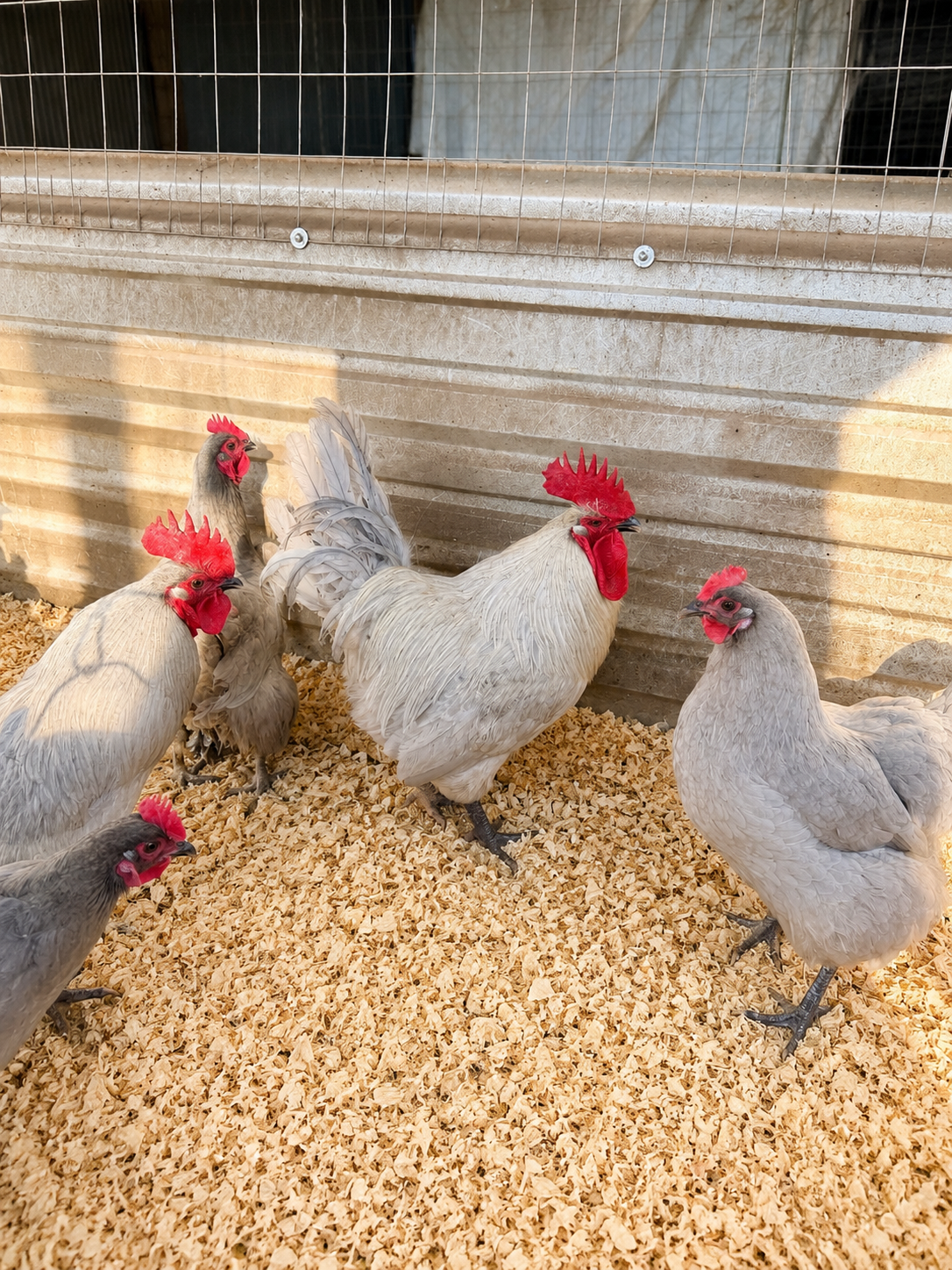 Lavender Orpington hatching eggs for incubating and raising chicks