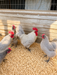 Lavender Orpington hatching eggs for incubating and raising chicks