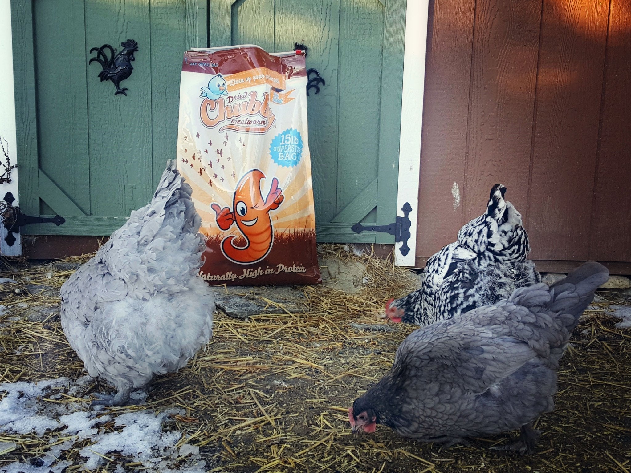 Chubby Dried Mealworms 45Lbs