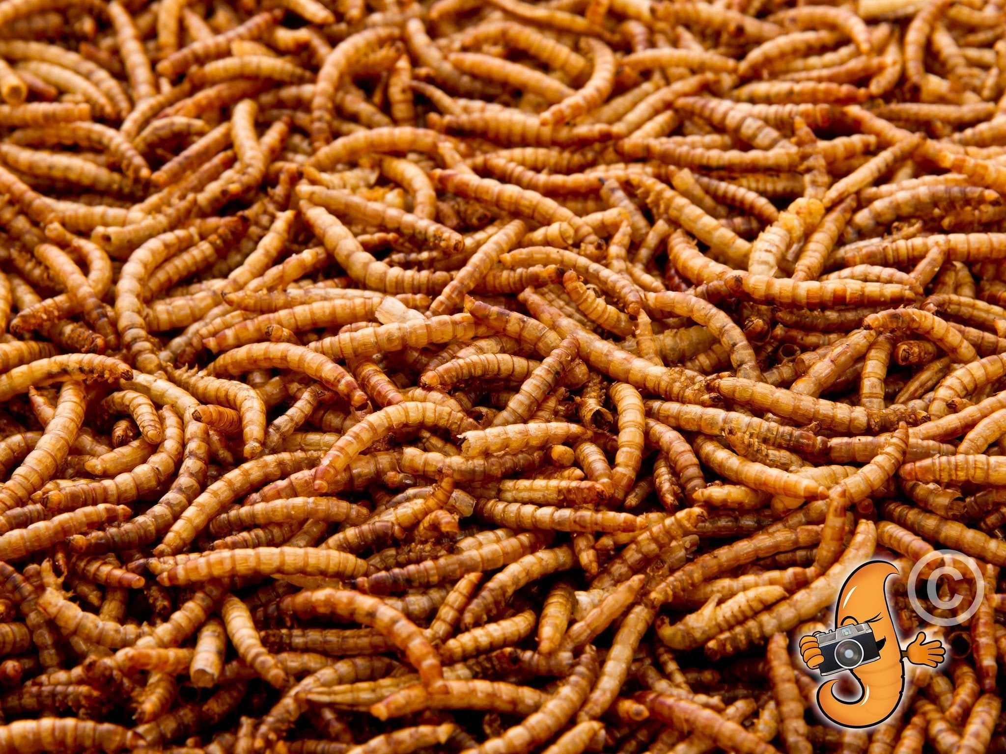 Chubby Dried Mealworms 10Lbs
