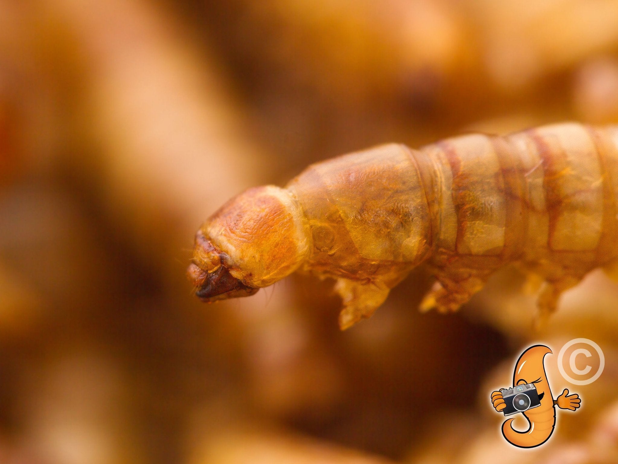 Chubby Dried Mealworms 2Lbs