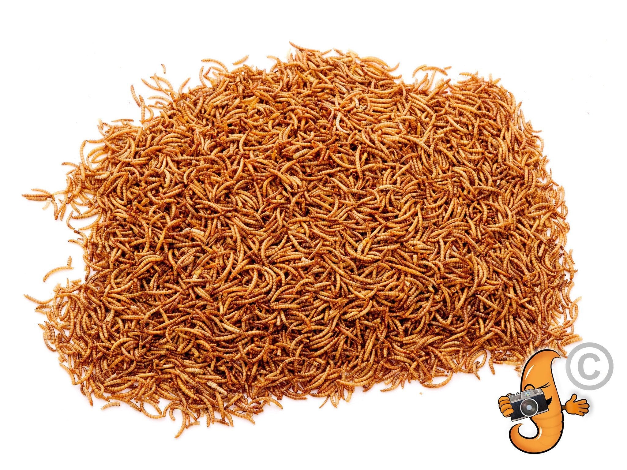 Chubby Dried Mealworms 11Lbs