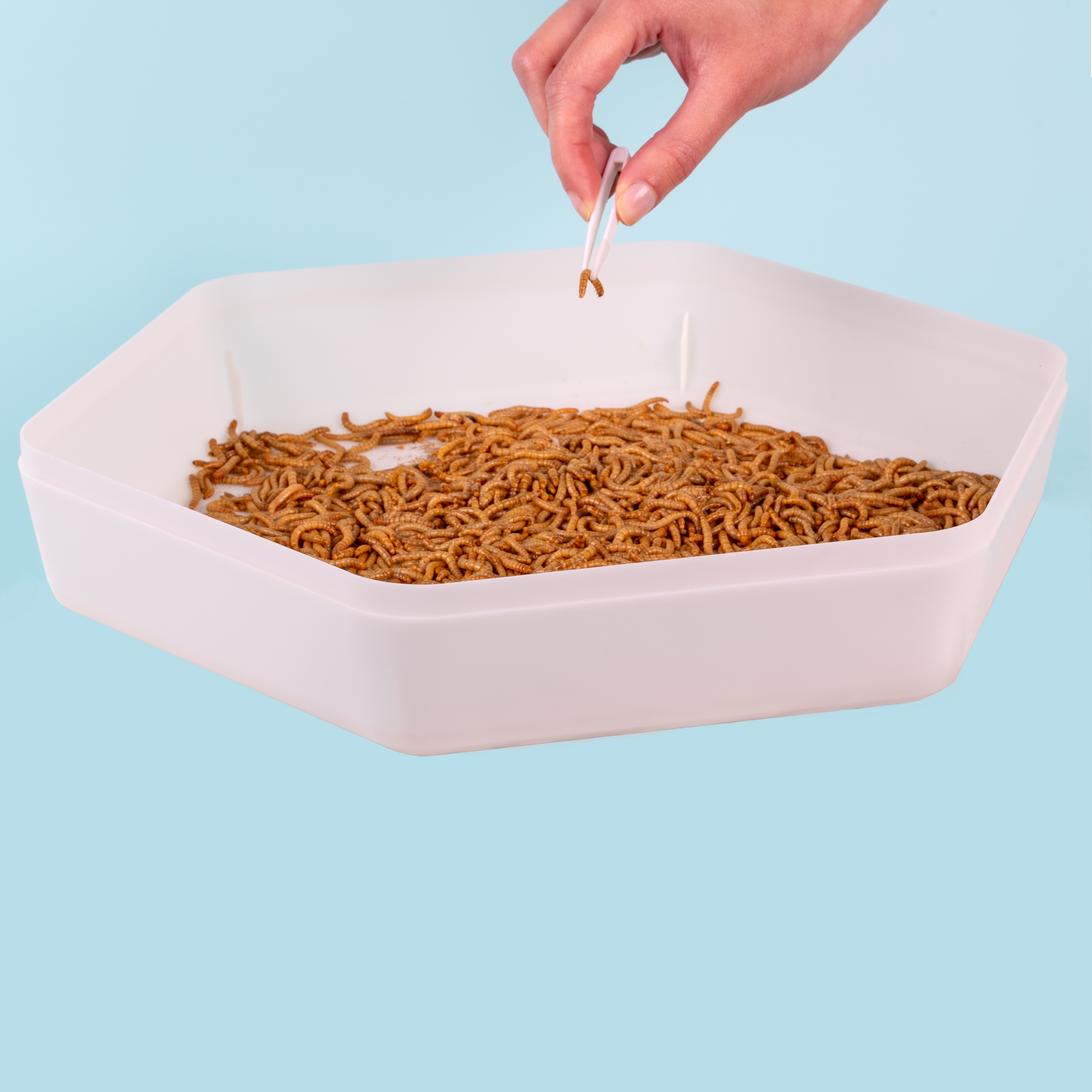 Mealworm storage tray with lid and carbon filter for live feeder insects