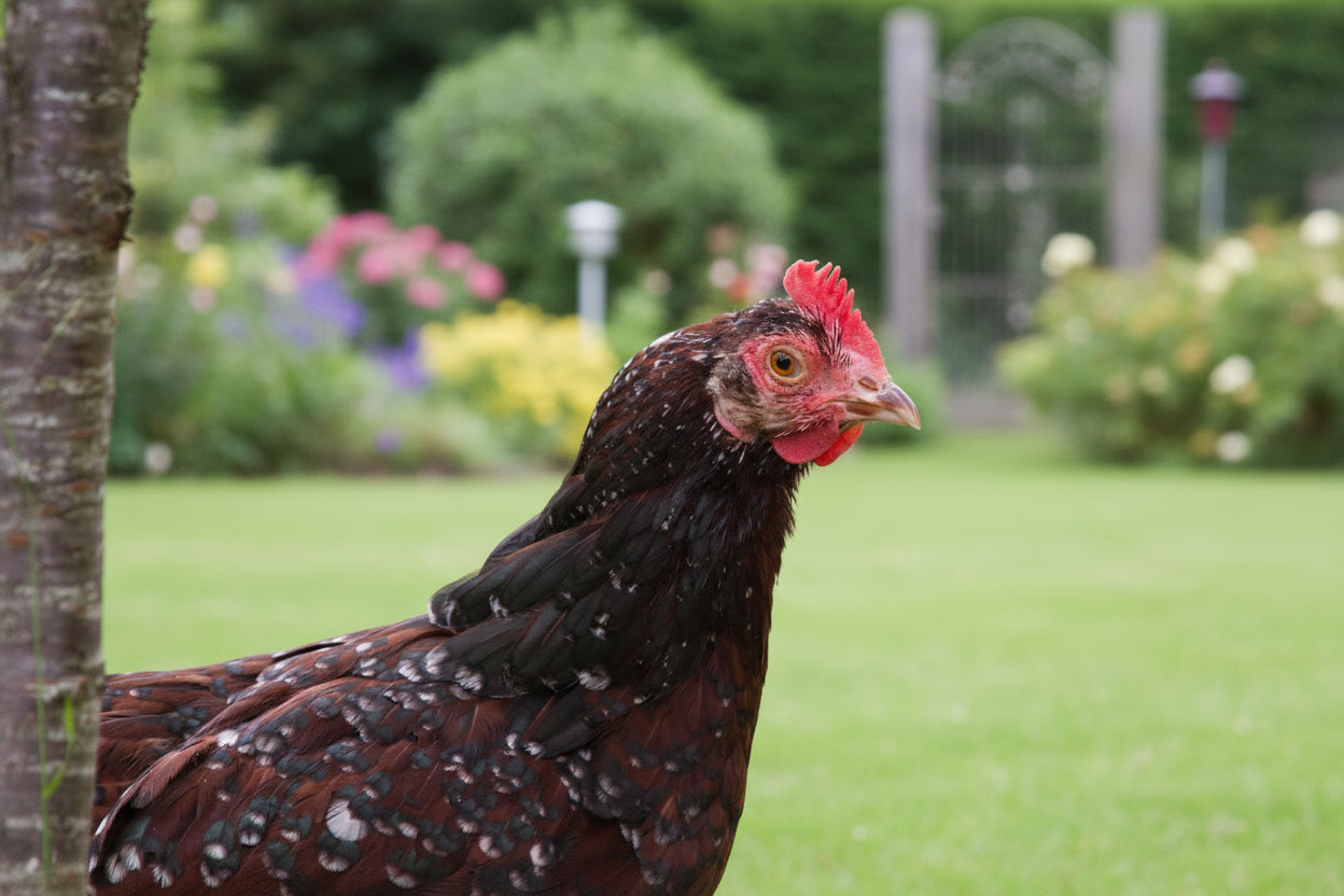 Blue Egg, Blue Laced & Speckled Trio – Buy 6 + 6 Bonus Free (12 Female Chicks, Shipping Included)