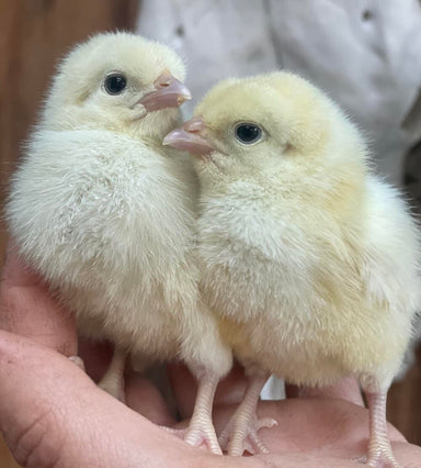 White American Bresse Chicks Straight Run main image