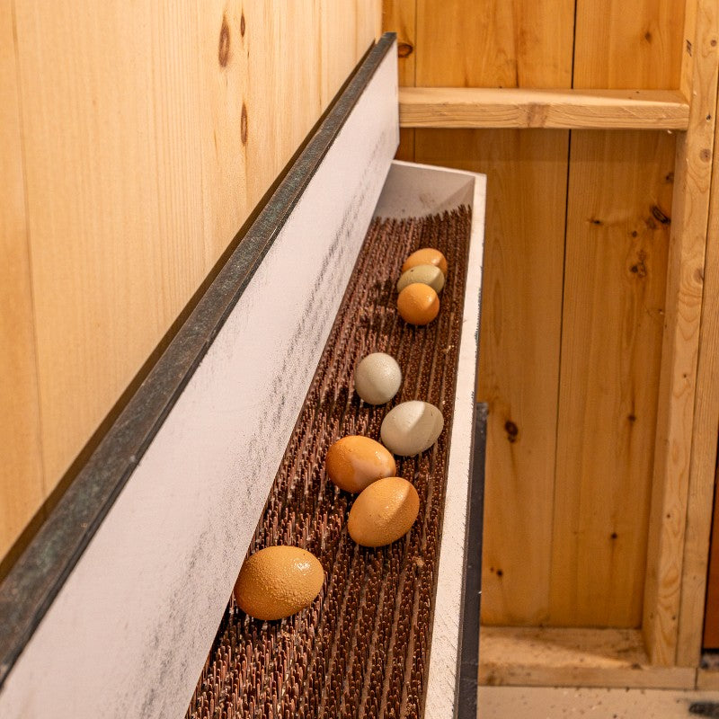 Multibreed Coop with Central Feed Room A1250CRGD | Hen House Collection nest box