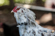 My Pet Chicken Adjustable rooster crowing collar 