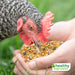 Healthy Harvest Non-GMO Whole & Hearty - 30 lb chicken eating
