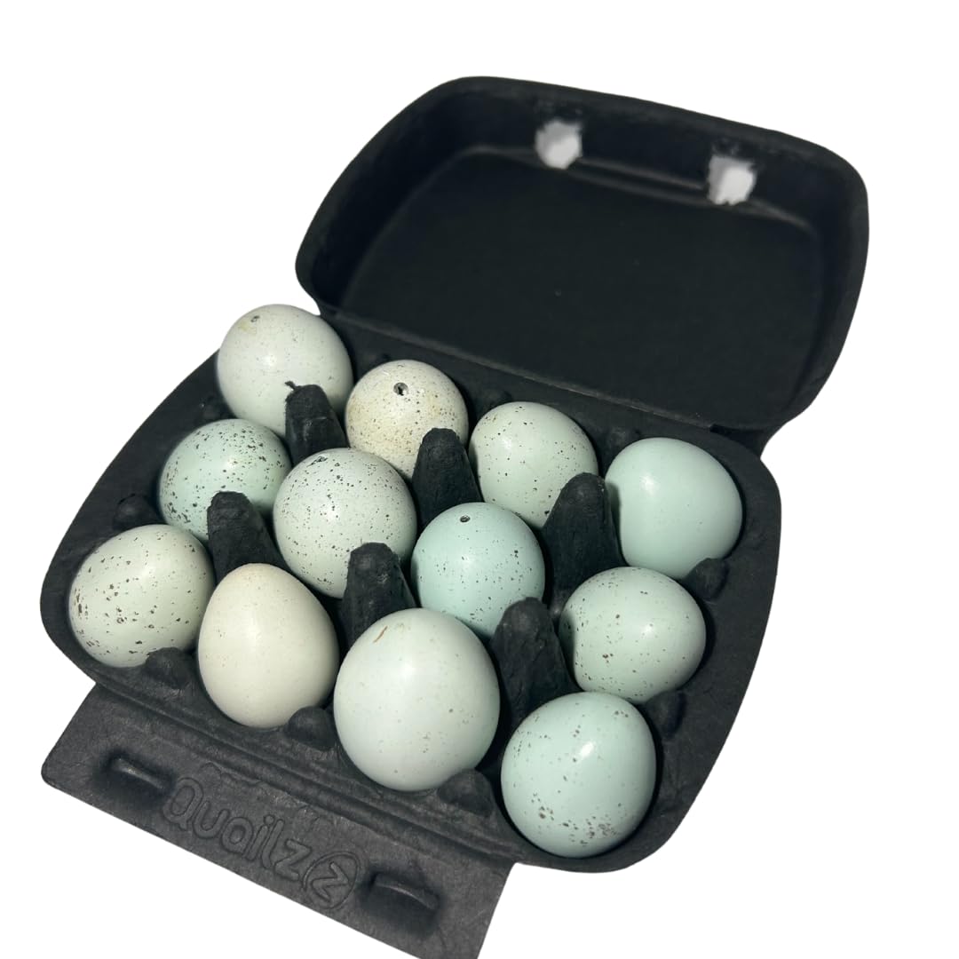 Natural Celadon Quail Eggs for Crafts &amp; Decor