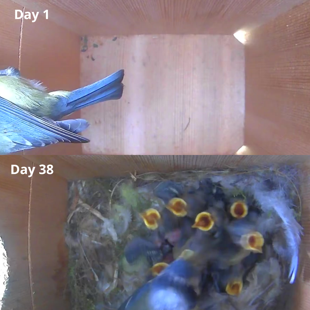 Nestera bird house camera with night vision