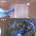 Nestera bird house camera with night vision