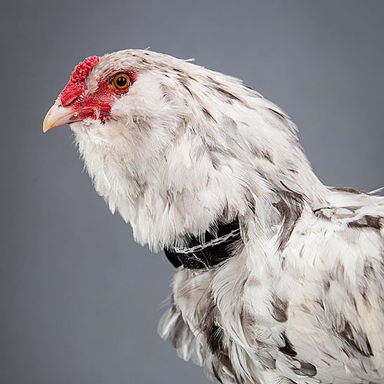No Crow Rooster Collar adjustable mesh and Velcro rooster collar