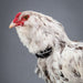 No Crow Rooster Collar adjustable mesh and Velcro rooster collar