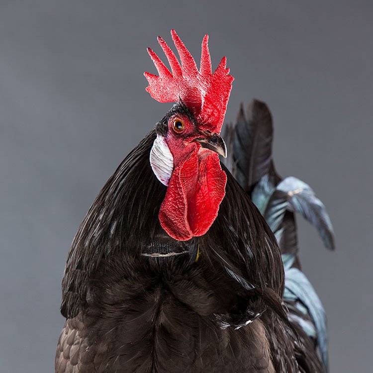 No Crow Rooster Collar fitted for reducing rooster crow volume