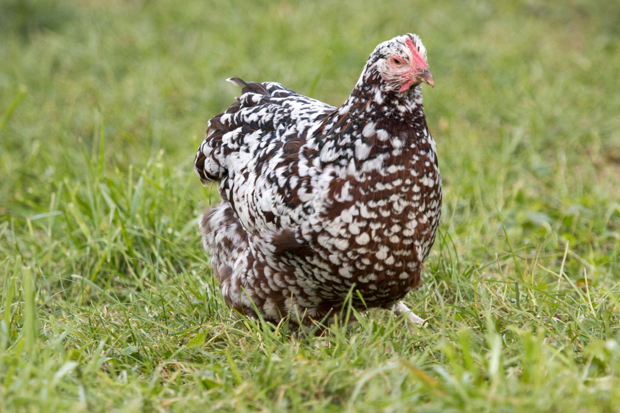 Blue Egg, Blue Laced & Speckled Trio – Buy 6 + 6 Bonus Free (12 Female Chicks, Shipping Included)