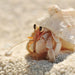 Organic Hermit Crab 