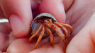 Organic Hermit Crab Food with Quail Egg Shells