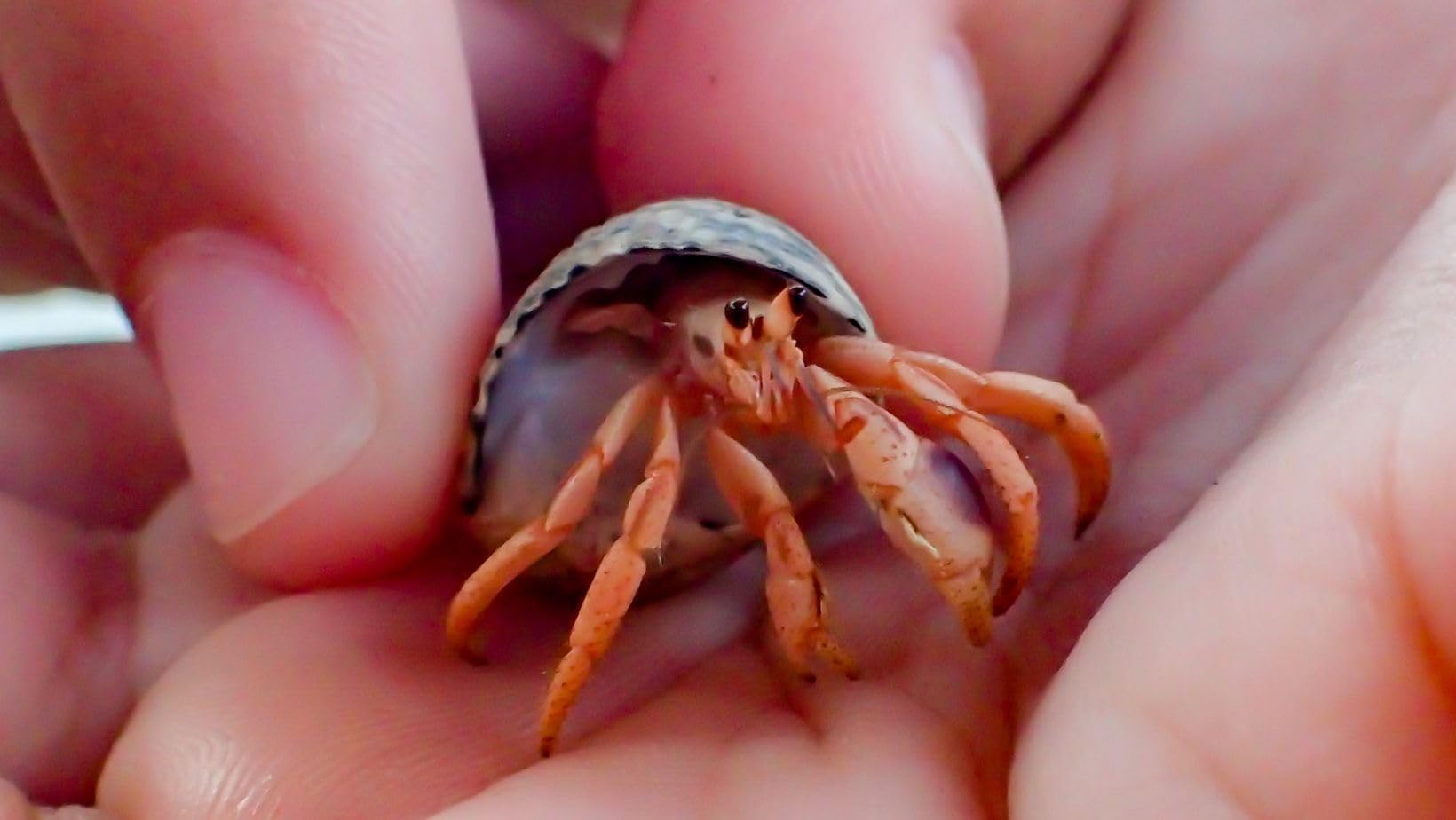 Organic Hermit Crab Food with Quail Egg Shells