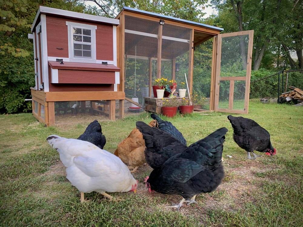 OverEZ Chicken Coop Medium Up to 10 Chickens red coop with run