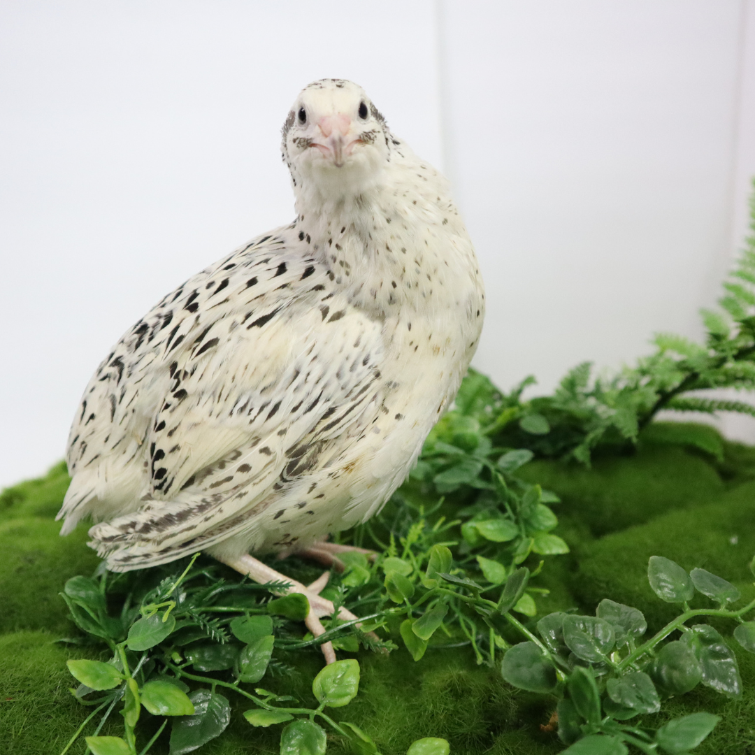 Fertile Quail Eggs – Choose Your Variety