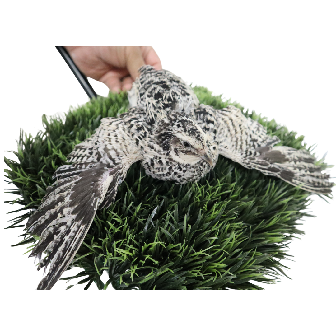 Pearl Pansy Quail Hatching Eggs – Fertile Coturnix Eggs for Incubation open wings