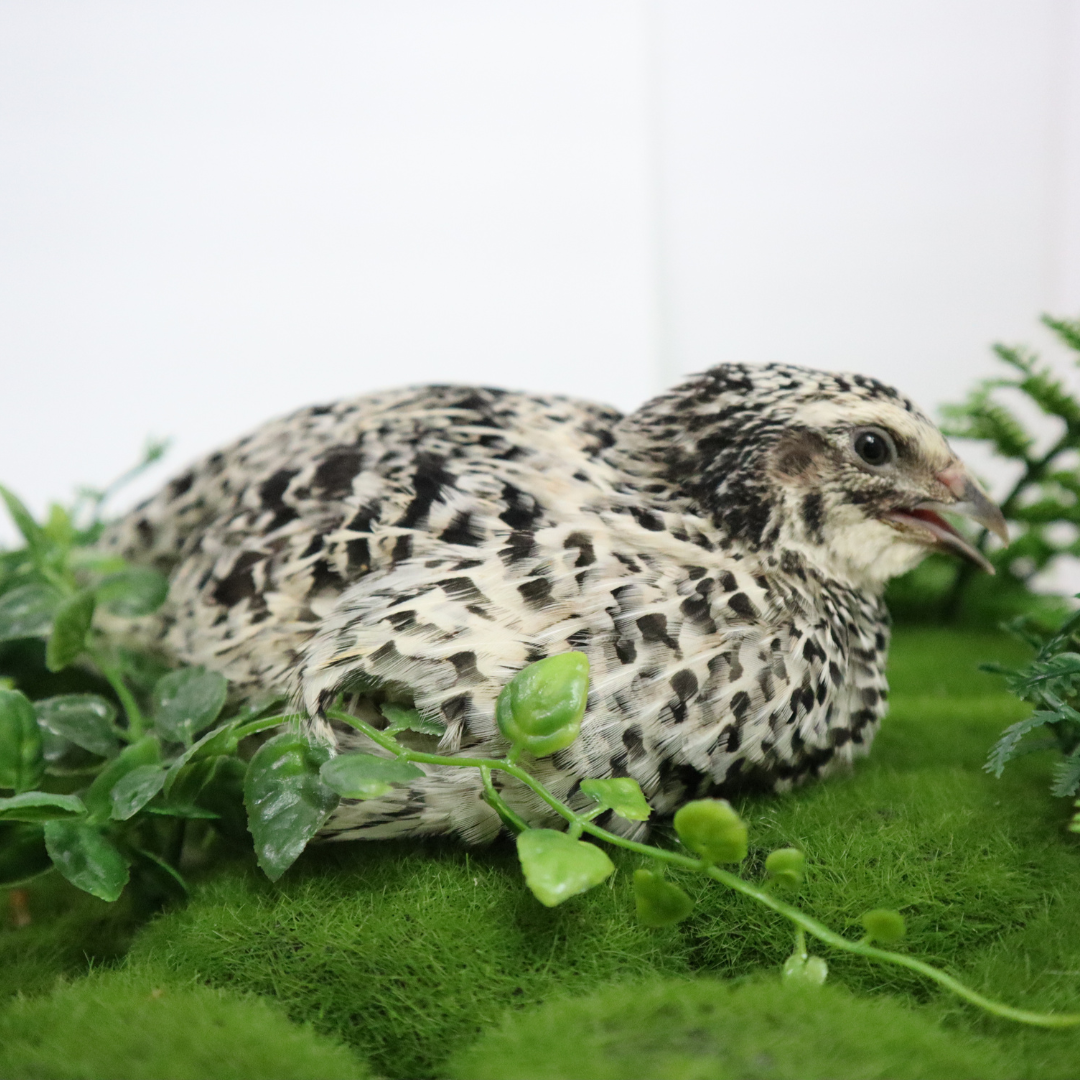 Pearl Pansy Quail Hatching Eggs – Fertile Coturnix Eggs for Incubation side view