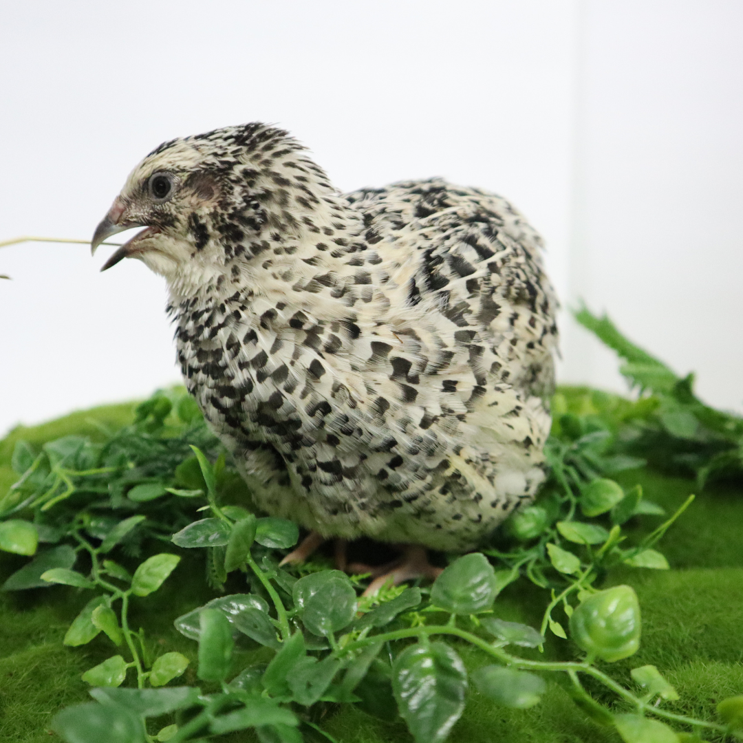 Pearl Pansy Quail Hatching Eggs – Fertile Coturnix Eggs for Incubation left side view