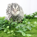 Pearl Pansy Quail Hatching Eggs – Fertile Coturnix Eggs for Incubation front view