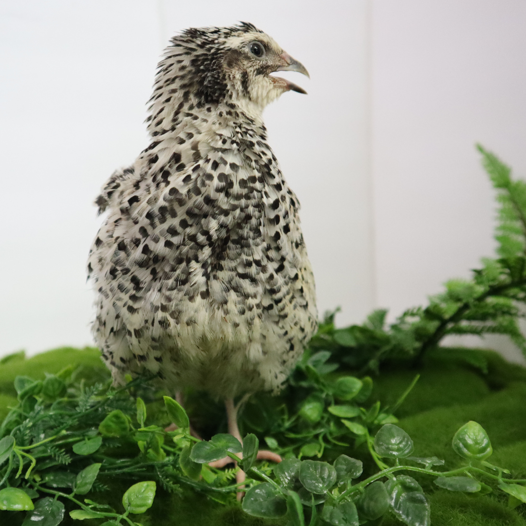 Pearl Pansy Quail Hatching Eggs – Fertile Coturnix Eggs for Incubation main image
