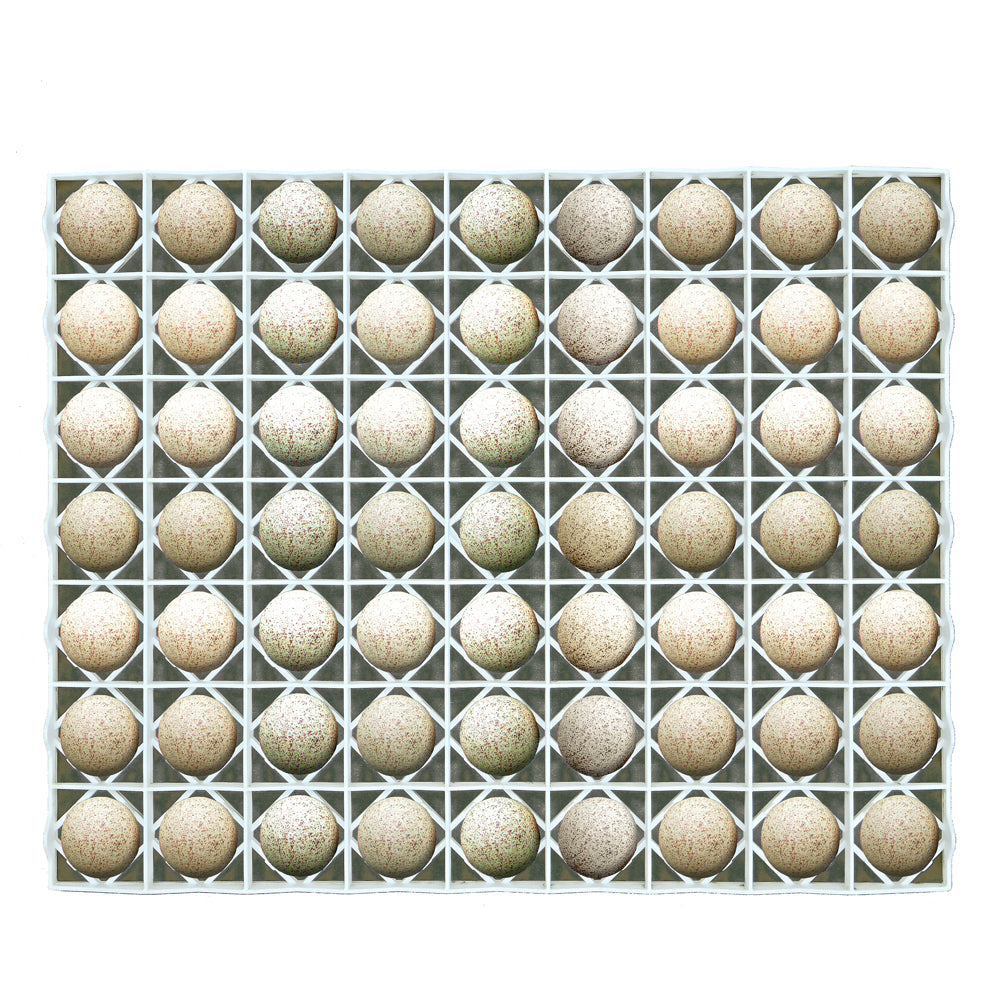 Plastic egg setter tray for 63 duck and turkey eggs.
