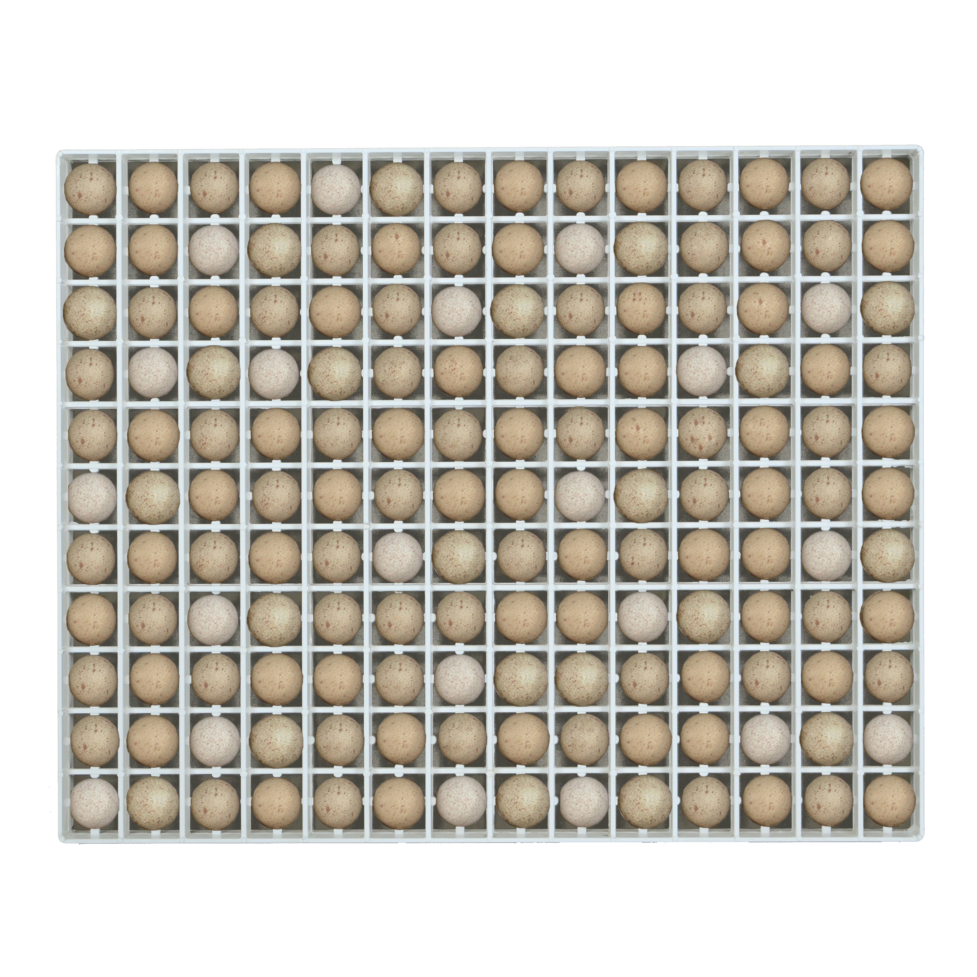 Plastic egg setter tray with capacity for 154 partridge eggs.