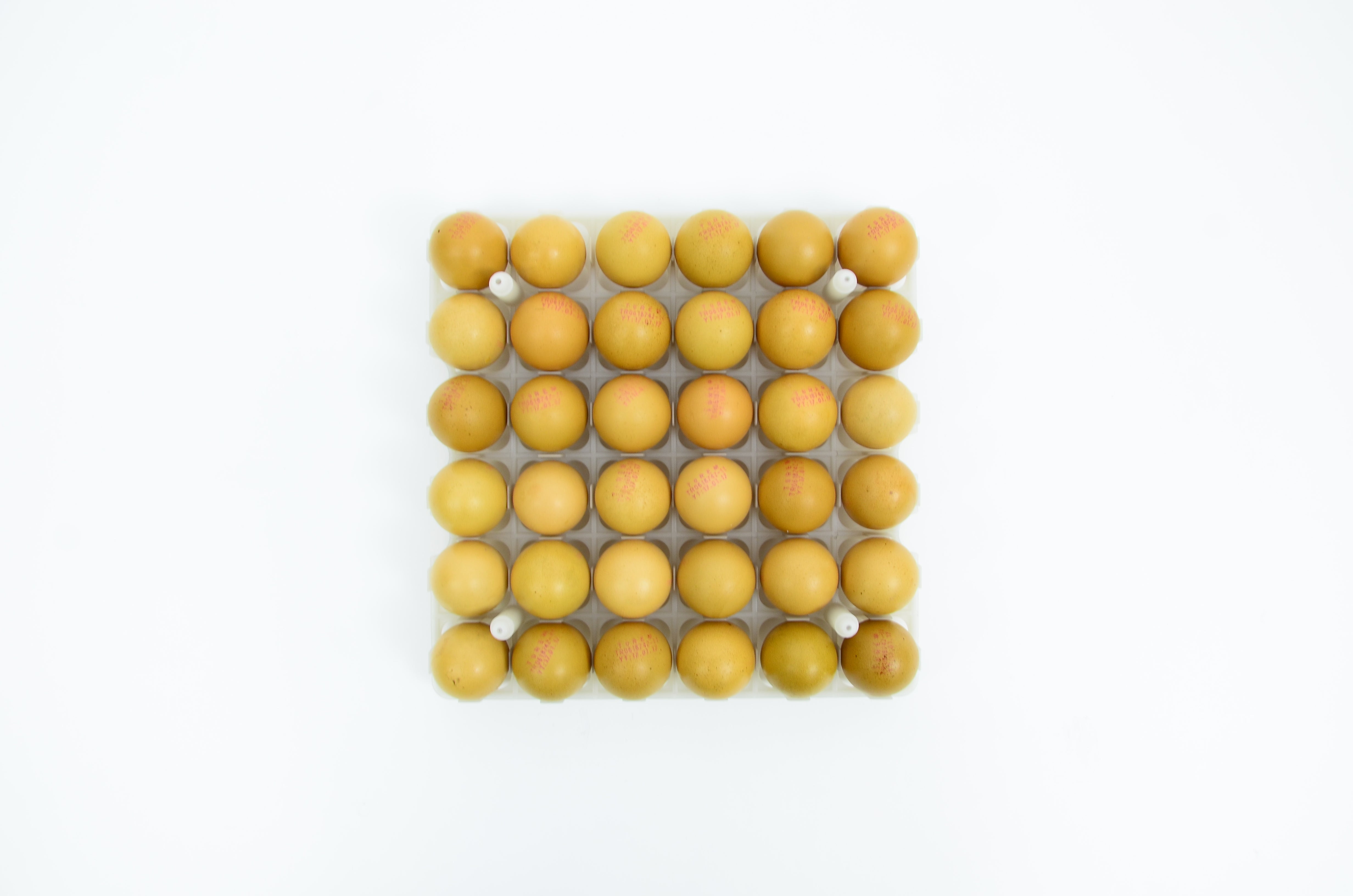 Plastic egg tray for organizing and storing up to 36 chicken eggs.
