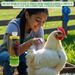 Poultry shampoo for cleaning and conditioning chicken feathers