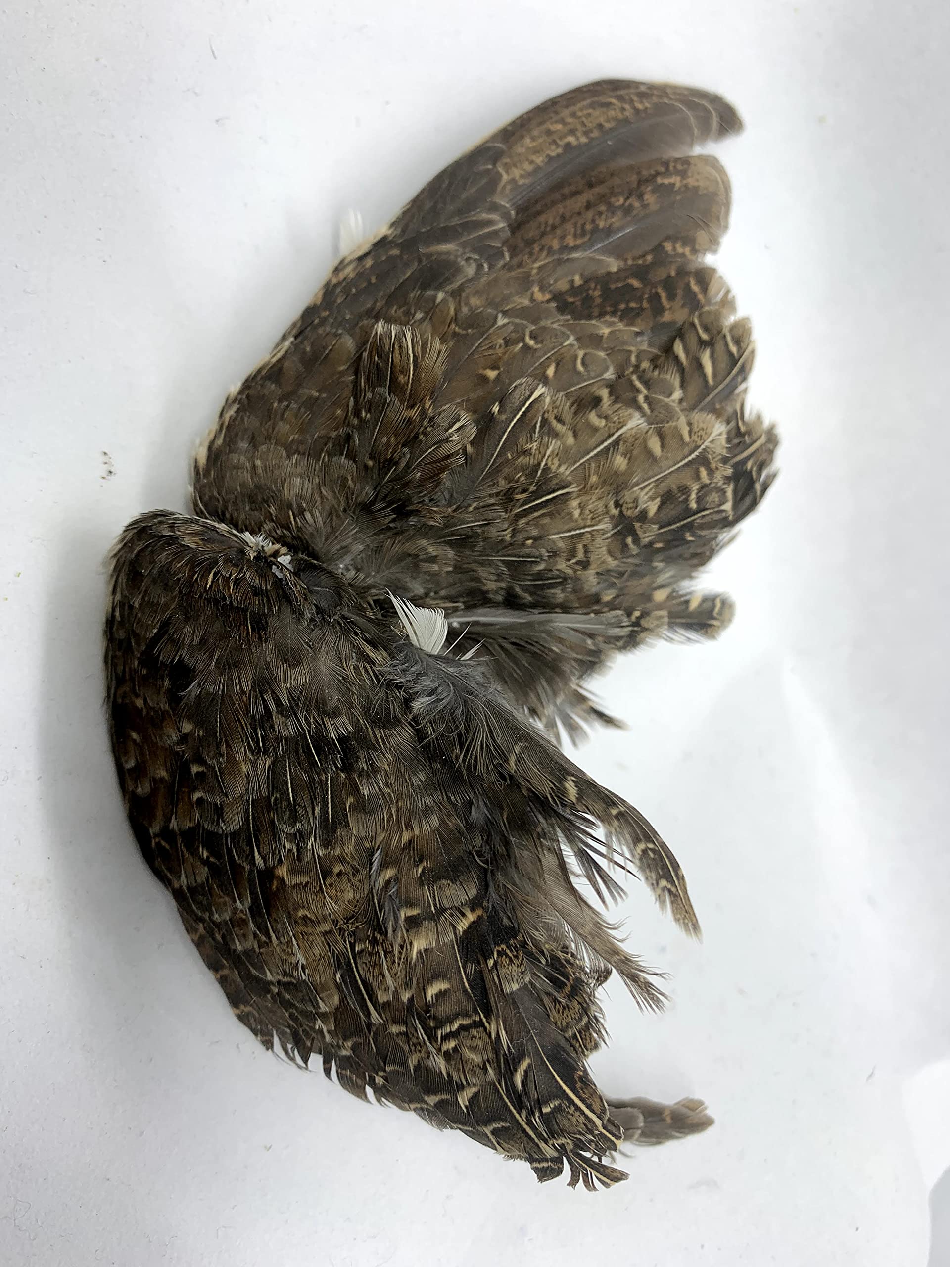 Premium Quail Wings for Dog Training