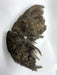 Premium Quail Wings for Dog Training