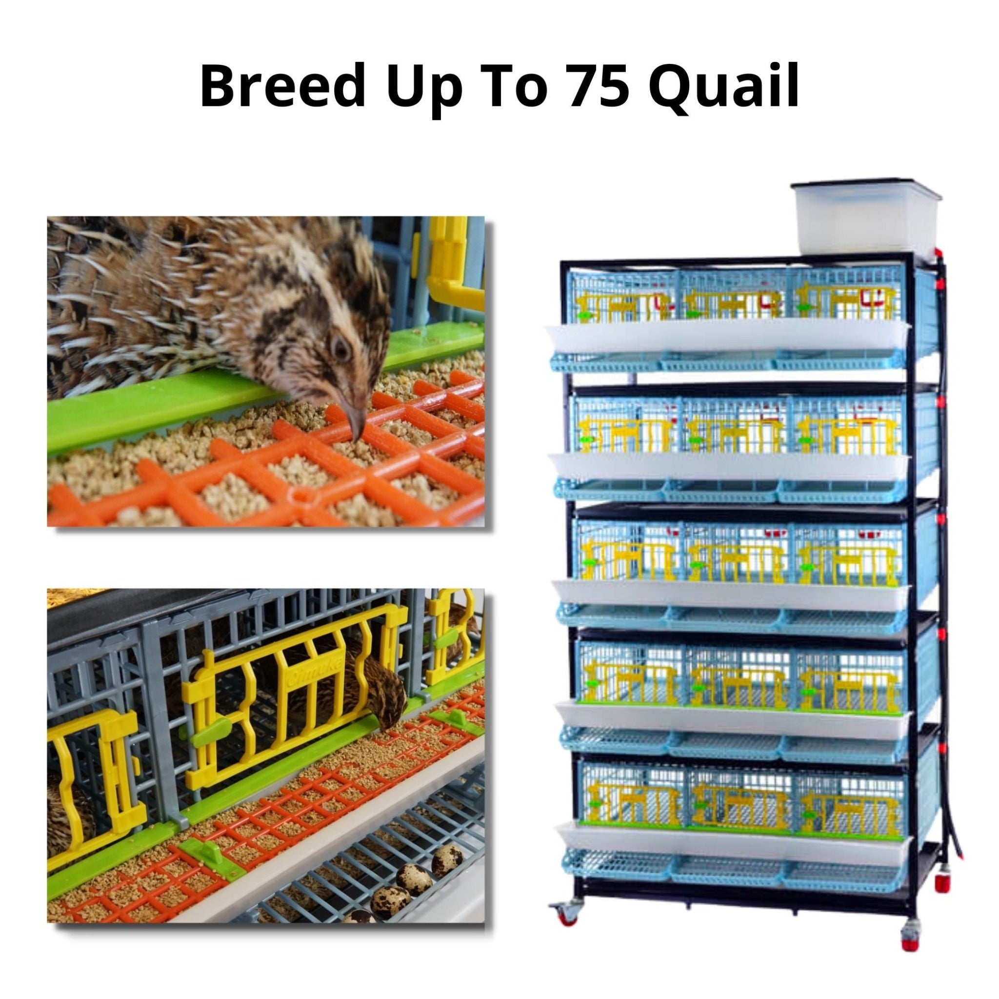 Cimuka Quail Pro Plus Kit - End To End Process, Incubate, Grow, Process & Pluck