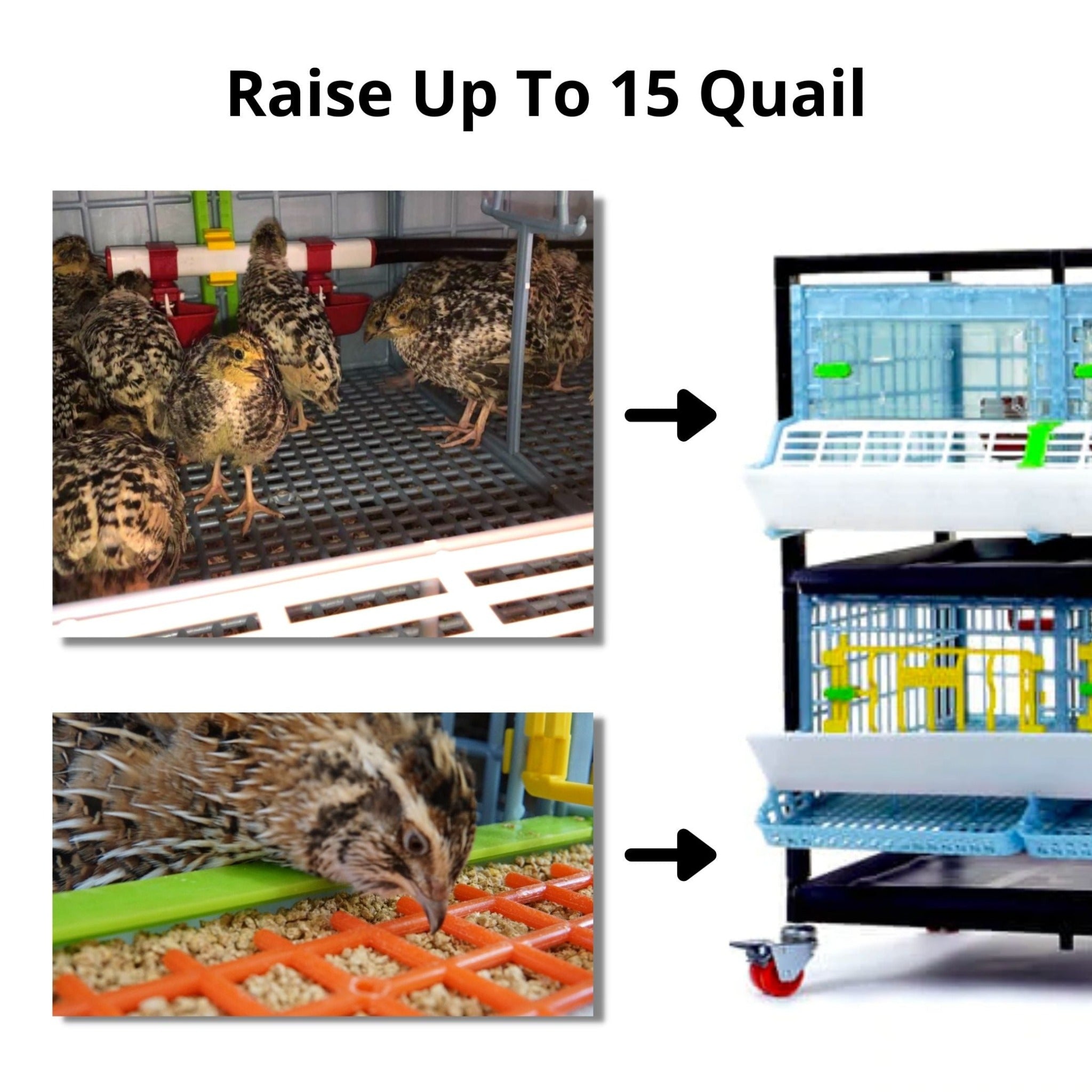 Cimuka Quail Starter Kit - Brooder & Cage