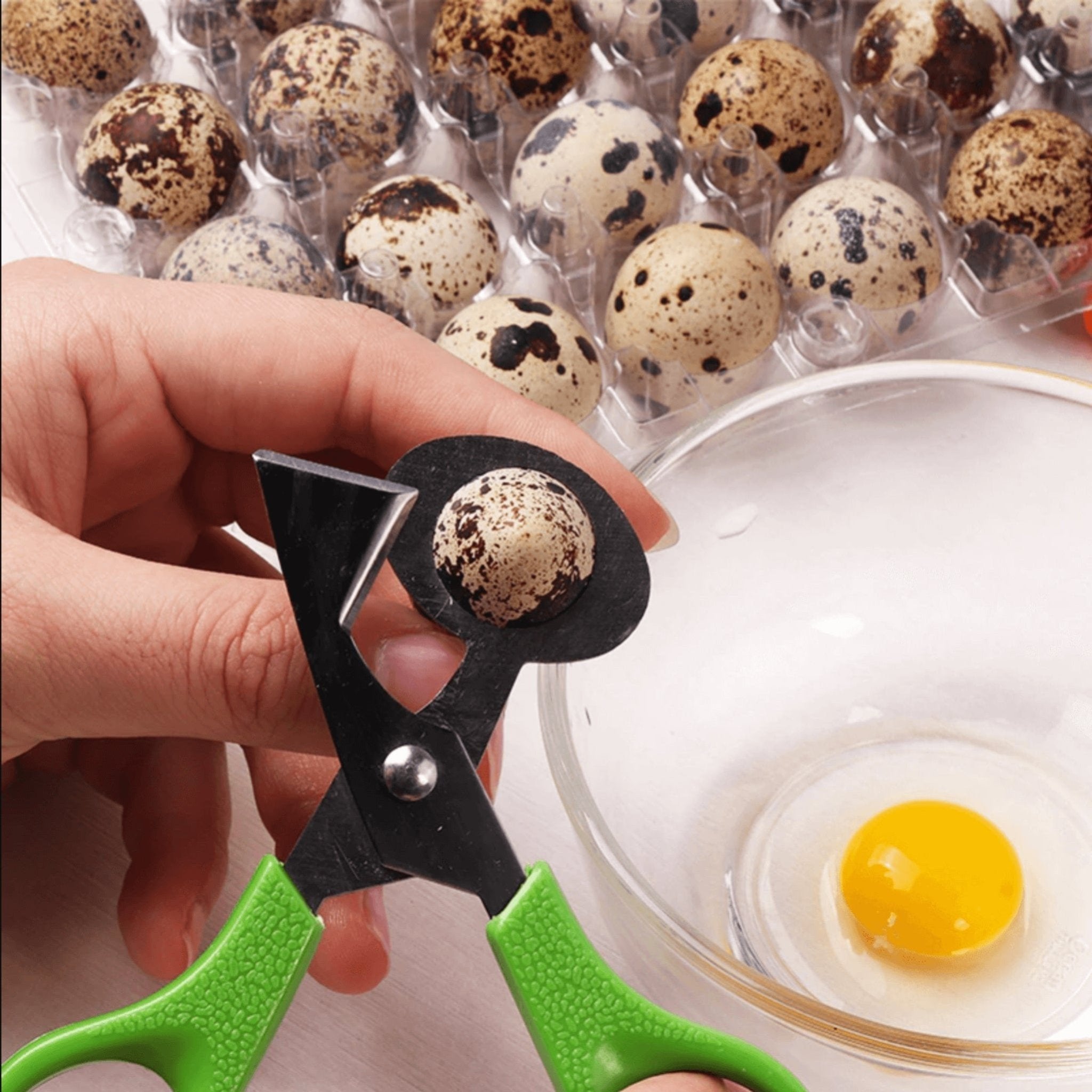 Hatching Time Quail Egg Scissors for Easy Opening