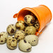 Quail Eggs in a bucket