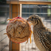 Quail Enjoying a Suet Treat Ball