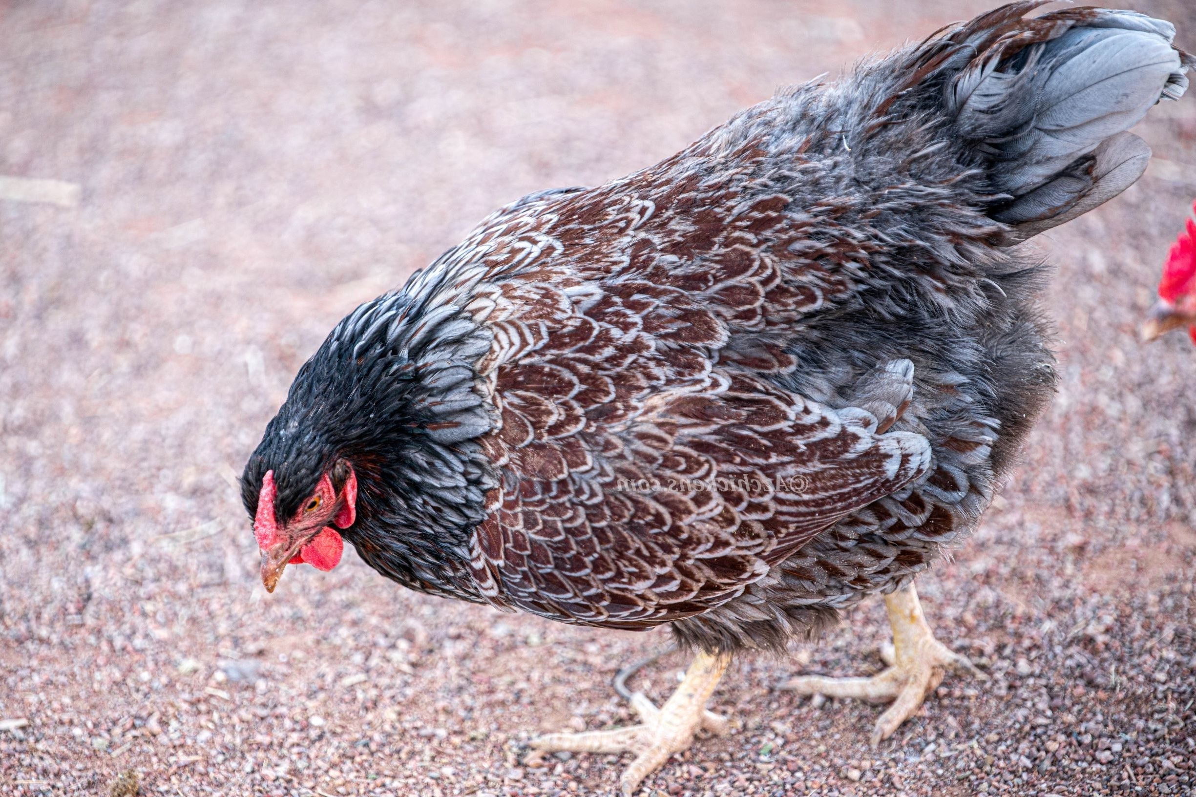 Blue Egg, Blue Laced & Speckled Trio – Buy 6 + 6 Bonus Free (12 Female Chicks, Shipping Included)