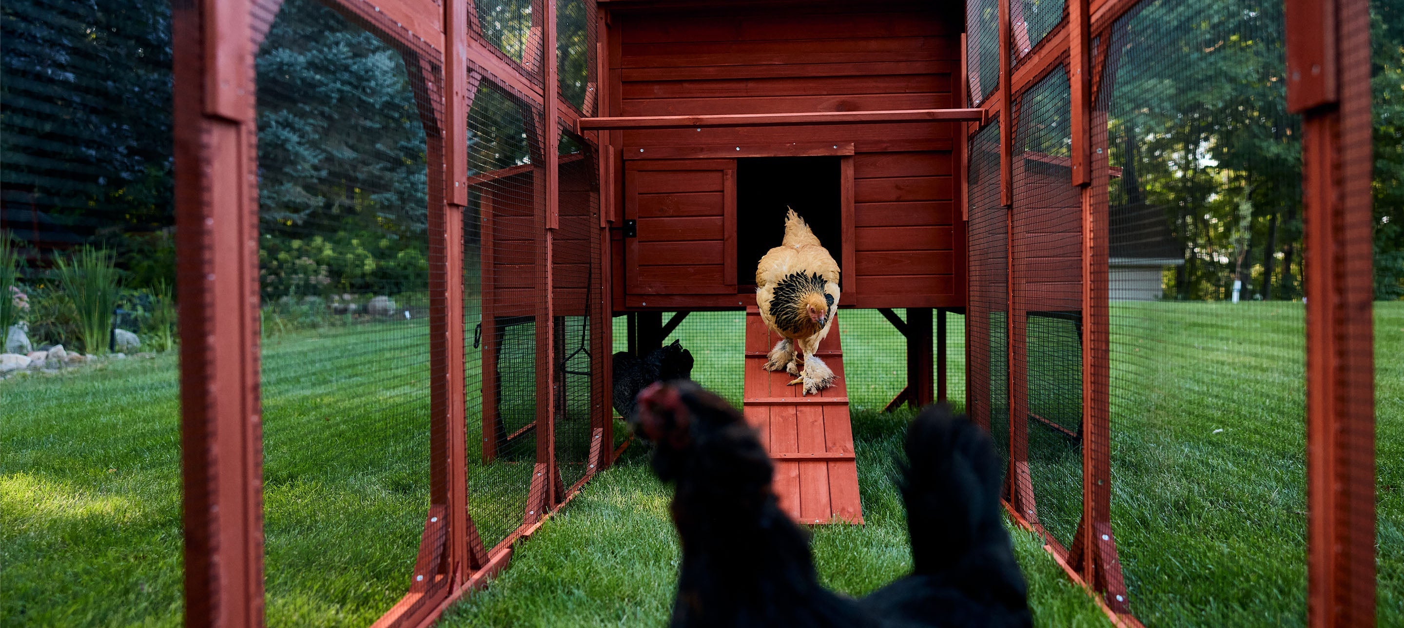 Chicken Coop Kit for 10 Chickens - 3 Run Options | Rhode Island Homestead Coop
