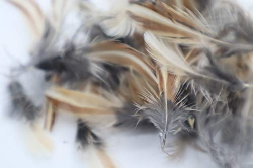 Rooster Feathers for Crafts from Quail