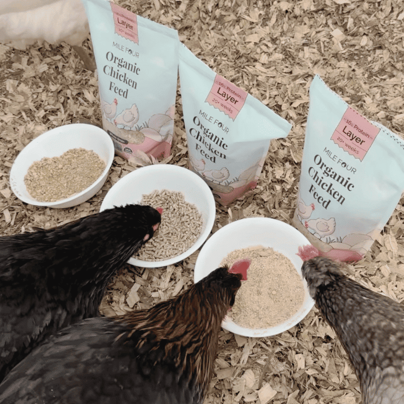 Mile Four Layer Organic Chicken Feed