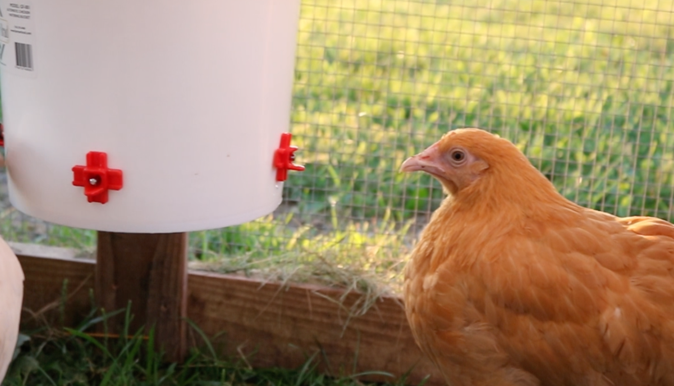 Farmer Brad 2 Gallon Automatic Chicken Waterer