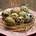 Set of 10 Cleaned Hollow Quail Eggs Perfect for Crafting and Decoration