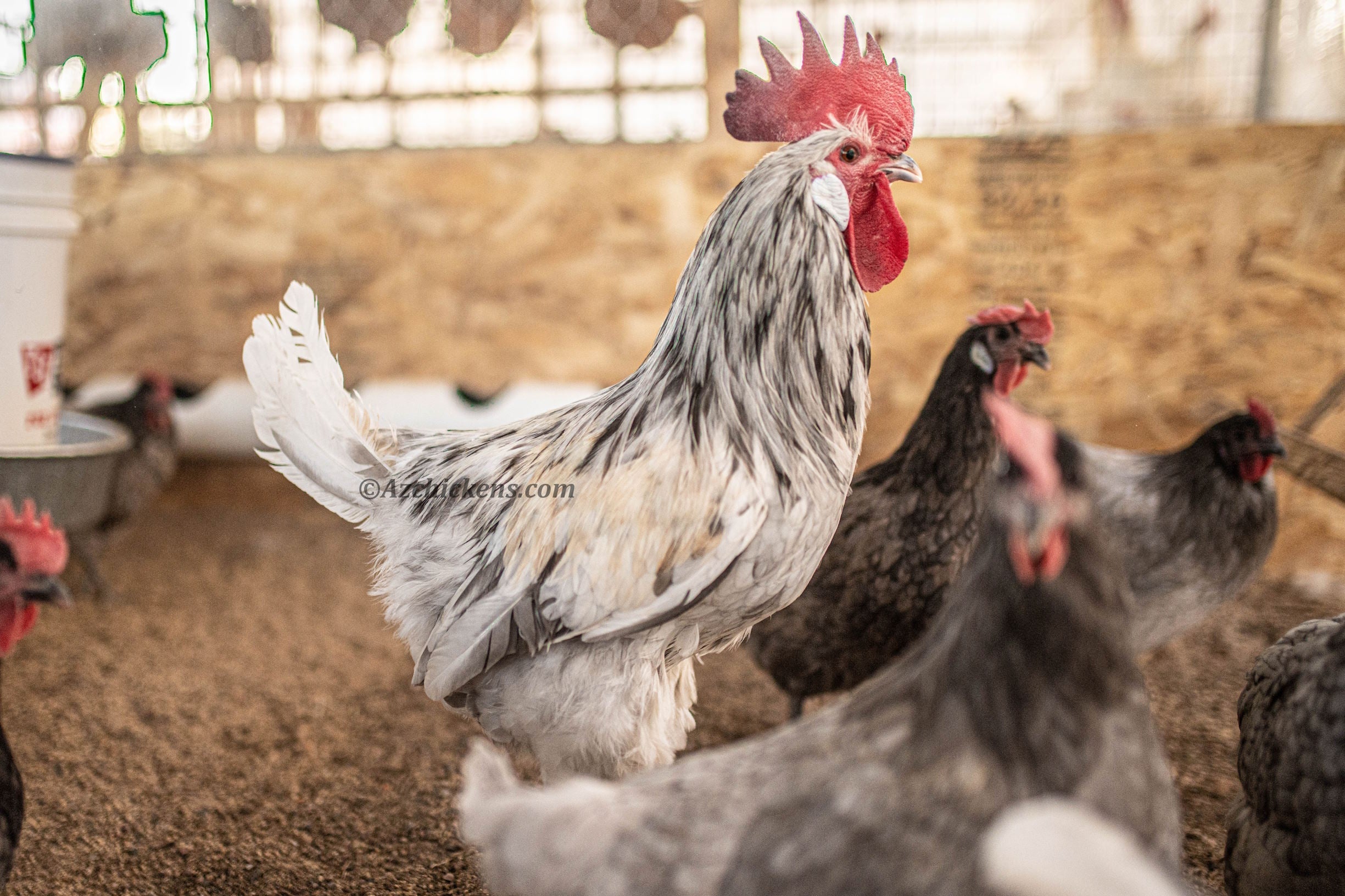 American Bresse Chicks | Az Chickens
